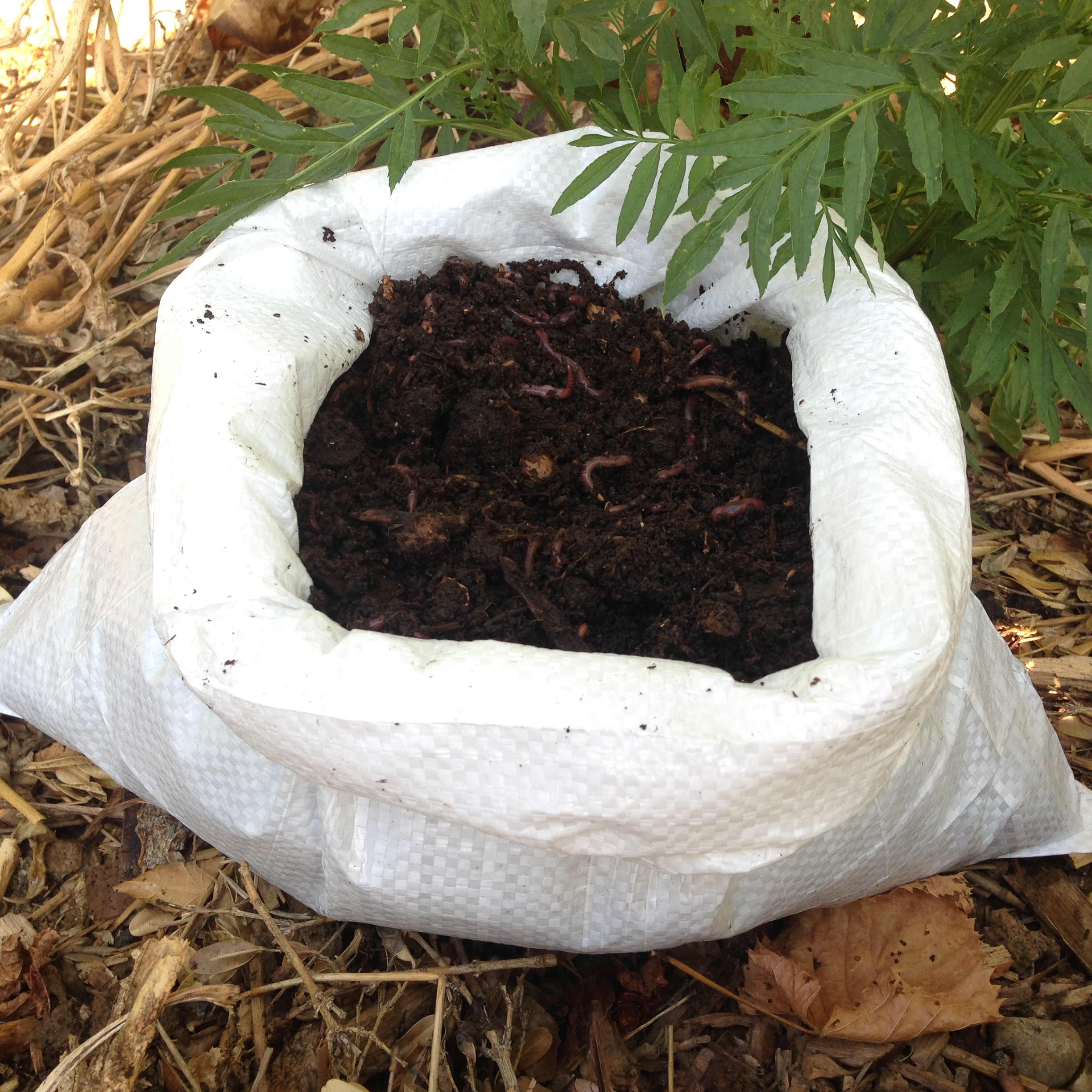 Vers de compost - Eisenia fetida achat 250g - TERRESTRIS